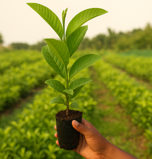 Taiwan Pink Guava Plant – High-Yield Grafted Variety (Live Fruit Plant)