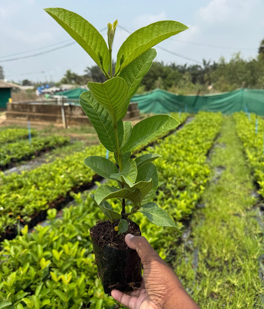 Taiwan Pink Guava Plant – High-Yield Grafted Variety (Live Fruit Plant)